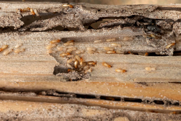 Best Emergency Pest Control  in Heyburn, ID
